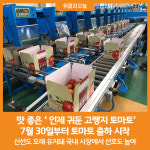 [위클리오늘] 맛 좋은  인제 귀둔 고랭지 토마토 본격 출하