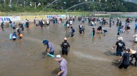 [위클리오늘] 영덕 황금은어축제 ... 대한민국 대표축제로 우뚝