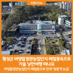 [위클리오늘] 횡성군, 버덩말경관농업단지 메밀꽃속으로 가을 낭만여행 떠나요