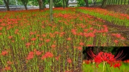 [위클리오늘] 청도군 금곡숲 공원 붉은 꽃무릇 만개...관광객 눈길 끌어
