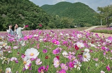 [위클리오늘] 청도군 금천면, 하천변 코스모스 만개...관광객 발길 잦아
