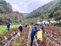 [위클리오늘] 영양군 일월면, 농촌일손돕기로 구슬땀