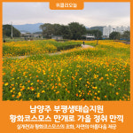 [위클리오늘] 가을 산책 즐기러 오세요! … 남양주시, 부평생태습지원 황화코스모스 만개