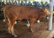 [위클리오늘] 경북 영천에서 전국 최고가 수송아지 나와...경매서 970만 원 낙찰