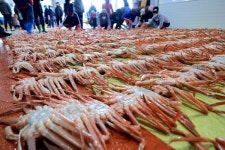 [위클리오늘] 울진군, 국가 대표 명품 울진대게 본격 위판 개시