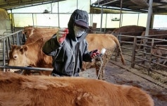 [위클리오늘] 경북도, 구제역 위기단계... 관심에서 주의로 상향 조정...구제역 방역상황실 운영