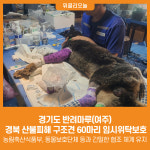 [위클리오늘] 경기도 반려마루(여주), 경북 산불피해 구조견 60마리 임시위탁보호