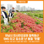[위클리오늘] 하남시 미사한강공원 철쭉동산, SNS 타고 입소문 난 봄철 핫플