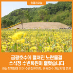 [위클리오늘] 금광호수에 펼쳐진 노란물결, 수석정 수변화원이 열렸습니다