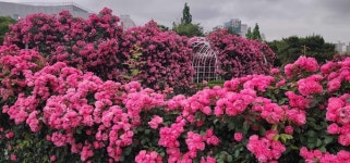 [위클리오늘] 꽃의 도시 광양, 도심 곳곳에 수천만 송이 장미꽃 활짝