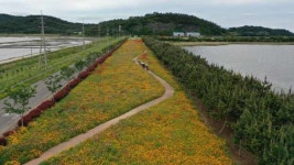[위클리오늘] 걷기만 해도 힐링, 진도군 백조호수공원 꽃길 걸어요