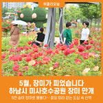 [위클리오늘] 5월, 장미가 피었습니다… 하남 미사호수공원 장미정원으로 꽃산책 오세요