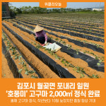 [위클리오늘] 김포시 고구마 정식 완료, 충분한 물주기 필수