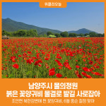[위클리오늘] 남양주시 물의정원, 붉은 꽃양귀비 물결로 시민 발길 사로잡아