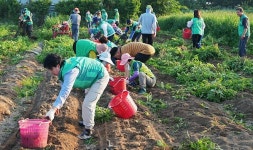 [위클리오늘] 새마을지도자영천시협의회, 감자 160상자 수확해 불우이웃에 기탁