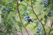 [위클리오늘] 무더운 여름, 인제 블루베리 맛 보세요! … 인제군 블루베리 본격 출하
