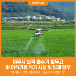 [위클리오늘] 여주시, 벼 이삭비료와 병해관리, 지금이 적기입니다