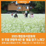 [위클리오늘] 2025 평창효석문화제, 첫 주말 관람객 6만 명 메밀의 향기를 느끼다