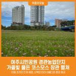 [위클리오늘] 여주시민공원 경관농업단지, 가을빛 물든 코스모스 대향연