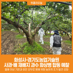 [위클리오늘] 화성시, 경기도농업기술원과 과수 화상병 합동 예찰 실시