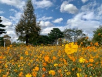 [위클리오늘] 여주시, 금은모래강변공원 코스모스 만개
