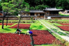[위클리오늘] 경북 영양군 고추·담배 지켜낸 영양군, 작아도 강한 부자 농촌 만든다