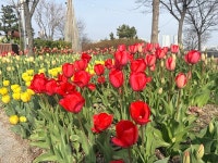 [위클리오늘] 속초시, 청초호유원지 봄꽃 화단 조성 완료…튤립 7만 본 만개 기대