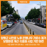 [위클리오늘] 양평군, 시민로 은행나무 가로수 제거사업 시행