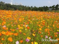 코스모스 만개한 시민농장으로 나들이 오세요