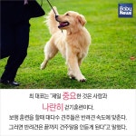 반려동물 천만시대, 견주교육이 왜 필요할까?