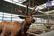 녹용효능, 과연 어린이에게도 효과가 있을까?