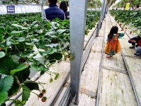 [세줄포토] 겨울 맞아? 초록과 빨강이 가득한 세상