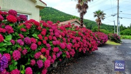 알고 있는 것의 새로움 제주 올레길 탐방