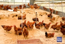 농식품부, 산란계농장 자율방역체계 질병관리등급제 마련