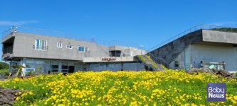 어서오세요, 제주의 봄입니다