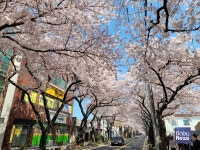 올해는 제주 벚꽃 명소 드라이브인으로 즐겨보세요