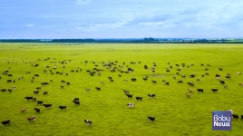뉴오리진 a2밀크™, 국내 유일 사계절 초지방목 A2우유 전년비 매출 7배 상승