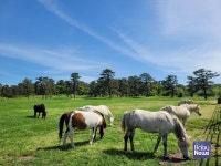 말의 고장 제주에서 즐기는 축제의 향연