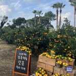 소노인터내셔널, 소노캄 제주 감귤 체험 농장 로컬 체험 패키지 선보여