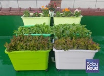 동대문구, 2026년 상자텃밭 756세트 보급… 세대당 최대 2세트 신청 가능