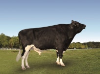 농진청, 젖소 보증씨수소 선발에 국제 유전체 정보 활용