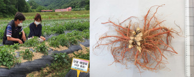 약용작물 단삼…조직배양 기술로 농가 소득화 도전
