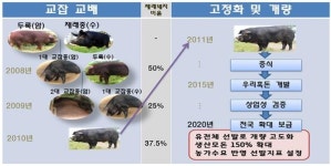 흑돼지 우리흑돈 민간 종돈장에서 분양 시작
