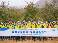 농협금융, 영월 사과농가 방문해 농촌 일손돕기