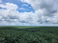 포스코인터내셔널 팜 폐유 친환경 인증 획득…유럽 수출 더 쉬워졌다