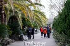 봄꽃향기 가득한 제주시 한림공원