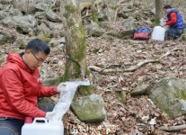 담양군, 신비의 약수 ‘고로쇠’로 건강 챙기세요
