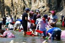 청송군, 제5회 안덕 다슬기 축제 개최