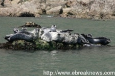 옹진군 백령도서 인천AG대회 성화 봉송