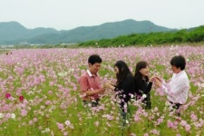 가을의 전령사 코스모스 꽃물결